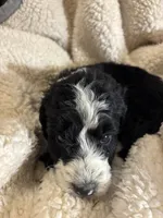 Bruno, a male Bernedoodle for sale in Holly Springs, NC – Photo 4 of 8