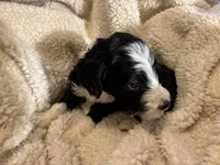 Bruno, a male Bernedoodle for sale in Holly Springs, NC – Photo 5 of 8