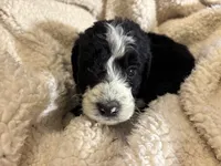 Bruno, a male Bernedoodle for sale in Holly Springs, NC – Photo 2 of 8
