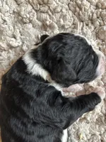 Bruno, a male Bernedoodle for sale in Holly Springs, NC – Photo 7 of 8