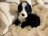 Bruno, a male Bernedoodle for sale in Holly Springs, NC – Photo 6 of 8