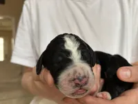 Bruno, a male Bernedoodle for sale in Holly Springs, NC – Photo 8 of 8