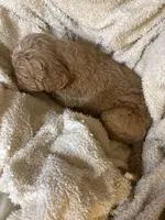 Teddy, a male Goldendoodle for sale in Holly Springs, NC – 2 of 5