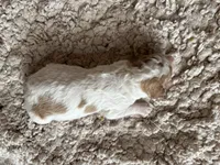 Mason, a male Goldendoodle for sale in Holly Springs, NC – Photo 3 of 4