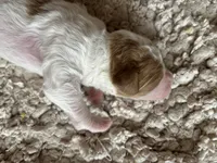 Mason, a male Goldendoodle for sale in Holly Springs, NC – Photo 1 of 4