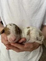 Mason, a male Goldendoodle for sale in Holly Springs, NC – Photo 2 of 4