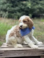 Cooper, a male Goldendoodle for sale in Holly Springs, NC – 3 of 4
