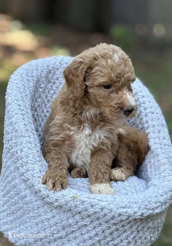 Leo – Goldendoodle puppy for sale in Holly Springs, NC