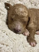 Bruxish, a female Goldendoodle for sale in Holly Springs, NC – 4 of 5