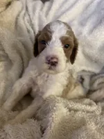 Cooper, a male Goldendoodle for sale in Holly Springs, NC – 4 of 6