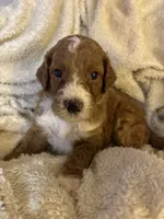 Leo, a male Goldendoodle for sale in Holly Springs, NC – 2 of 5