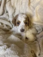 Rocky, a male Goldendoodle for sale in Holly Springs, NC – 5 of 5