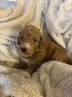 Teddy, a male Goldendoodle for sale in Holly Springs, NC – 4 of 5
