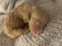 Gengar, a male Goldendoodle for sale in Holly Springs, NC – 1 of 2