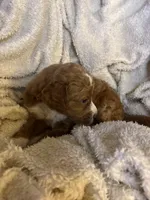 Leo, a male Goldendoodle for sale in Holly Springs, NC – 4 of 5