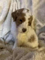 Whisper, a female Goldendoodle for sale in Holly Springs, NC – 3 of 5