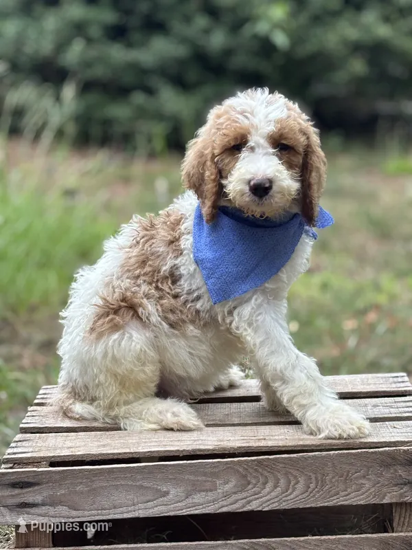 Cooper – Goldendoodle puppy for sale in Holly Springs, NC