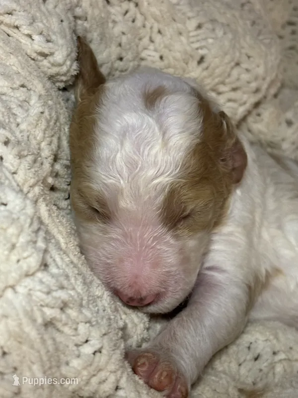 Snorlax – Goldendoodle puppy for sale in Holly Springs, NC