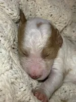 Snorlax, a male Goldendoodle for sale in Holly Springs, NC – 1 of 3