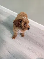 Luna, a female Miniature Goldendoodle for sale in Minneapolis, MN – 2 of 2