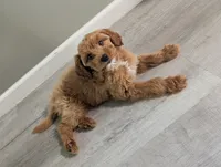 Luna, a female Miniature Goldendoodle for sale in Minneapolis, MN – 1 of 2