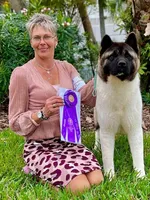 Boy Wonder 1, a male Akita for sale in Huntington, IN – Photo 4 of 4