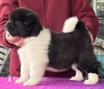 Boy Wonder 1 – Akita puppy for sale in Huntington, IN