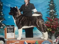 Boy Wonder 1, a male Akita for sale in Huntington, IN – Photo 3 of 4