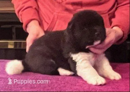 Boy Wonder 1, a male Akita for sale in Huntington, IN – Photo 1 of 4