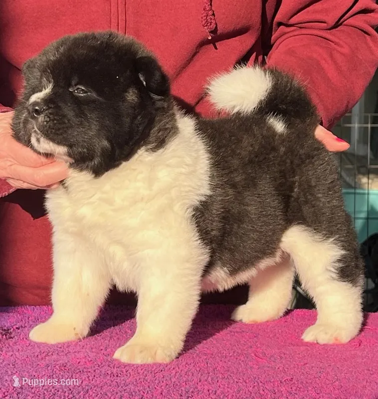 Wonderful III – Akita puppy for sale in Huntington, IN