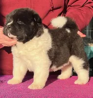 Wonderful III, a male Akita for sale in Huntington, IN – Photo 1 of 4