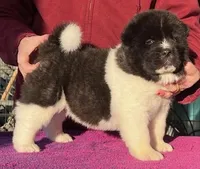 Wonderful III, a male Akita for sale in Huntington, IN – Photo 2 of 4