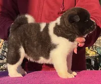 Boy Wonder II, a male Akita for sale in Huntington, IN – Photo 2 of 4
