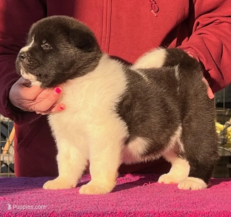 Boy Wonder II – Akita puppy for sale in Huntington, IN
