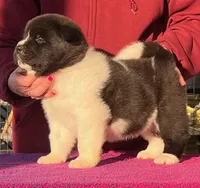 Boy Wonder II, a male Akita for sale in Huntington, IN – Photo 1 of 4