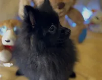Oreo Cookie, a female Pomeranian for sale in New Orleans, LA – 2 of 3