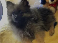 Cookie Monster , a female Pomeranian for sale in New Orleans, LA – 1 of 3