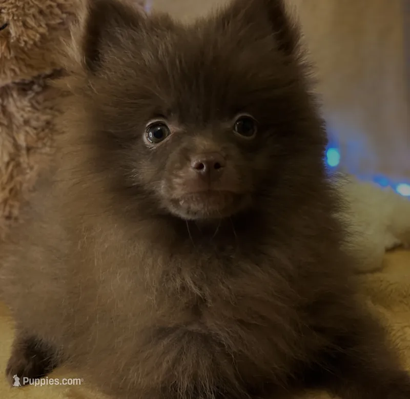Chocolate Fudge  – Pomeranian puppy for sale in New Orleans, LA