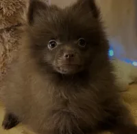 Chocolate Fudge , a female Pomeranian for sale in New Orleans, LA – 1 of 3