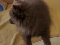 Chocolate Fudge , a female Pomeranian for sale in New Orleans, LA – 2 of 3