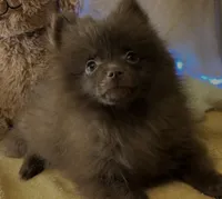 Chocolate Fudge , a female Pomeranian for sale in New Orleans, LA – 3 of 3