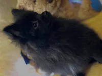 Oreo Cookie, a female Pomeranian for sale in New Orleans, LA – 3 of 3