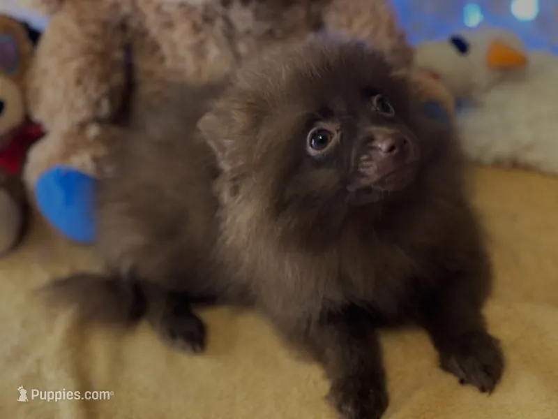 Rocky Road  – Pomeranian puppy for sale in New Orleans, LA