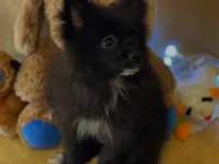Espresso , a female Pomeranian for sale in New Orleans, LA – 2 of 3