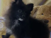 Espresso , a female Pomeranian for sale in New Orleans, LA – 3 of 3
