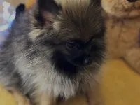 Cookie Monster , a female Pomeranian for sale in New Orleans, LA – 2 of 3