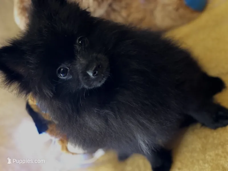 Oreo Cookie – Pomeranian puppy for sale in New Orleans, LA