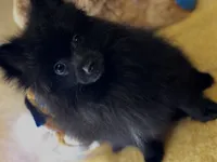 Oreo Cookie, a female Pomeranian for sale in New Orleans, LA – 1 of 3