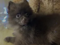Rocky Road , a male Pomeranian for sale in New Orleans, LA – 3 of 3