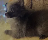 Rocky Road , a male Pomeranian for sale in New Orleans, LA – 2 of 3